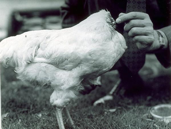 In this photograph taken between March 1945 and October 1946 and supplied by Troy Waters, Mike the Headless Chicken of Fruita, Colo., is shown with an unidentified person. Residents of Fruita, a western Colorado town of 11,000, are holding their 12th annual festival this weekend for the chicken named Mike, who lived for 18 months after a farmer lopped off his head with an ax but left his brain stem, a jugular vein and one ear intact. (AP Photo/Courtesy of Troy Waters)