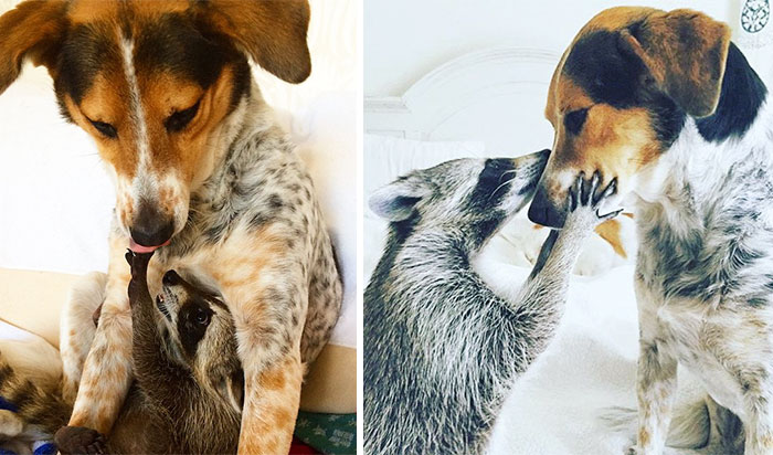 animal-friends-growing-up-together-13
