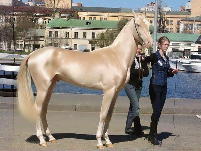 beautiful-horse-shiny-blonde-hair-akhal-teke-1