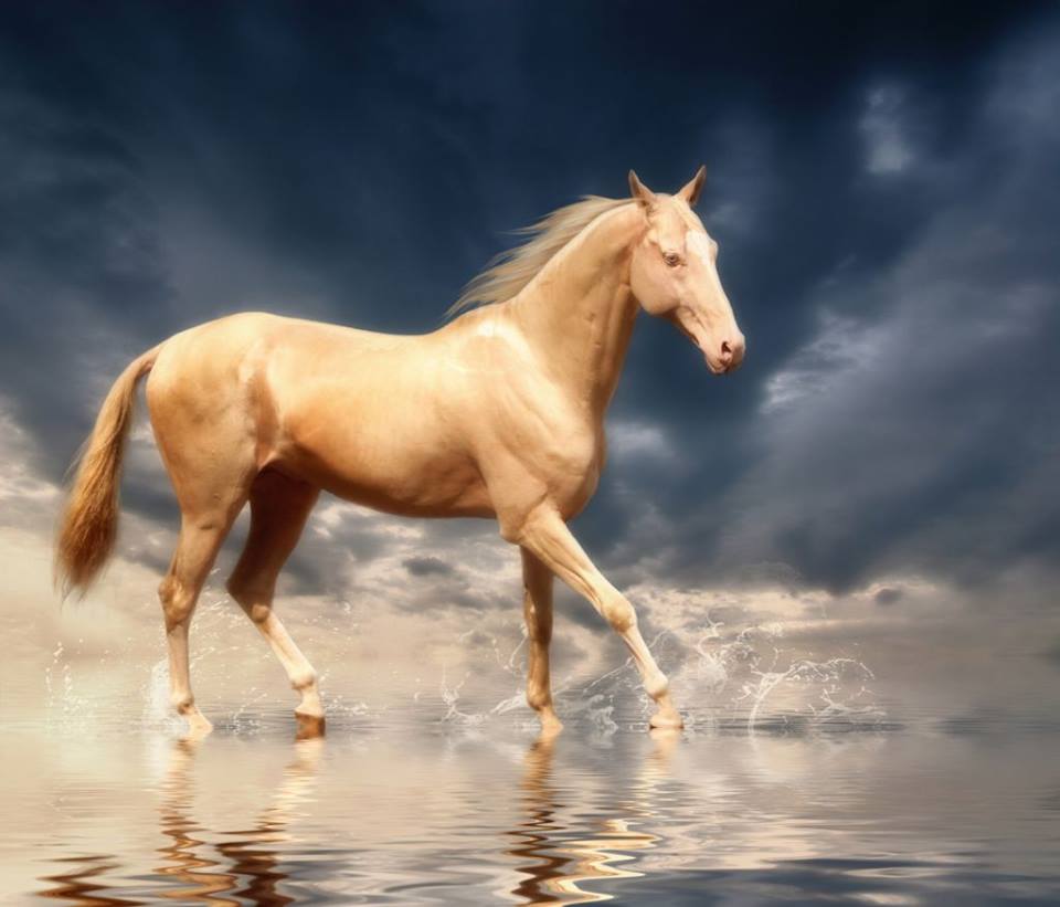 beautiful-horse-shiny-blonde-hair-akhal-teke-10