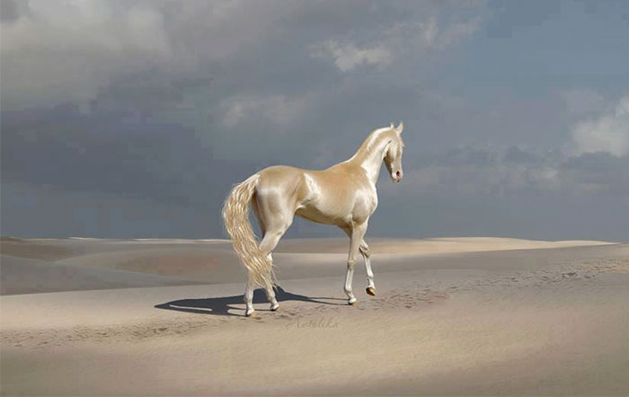 beautiful-horse-shiny-blonde-hair-akhal-teke-2