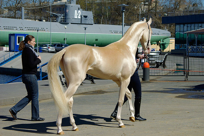 beautiful-horse-shiny-blonde-hair-akhal-teke-3