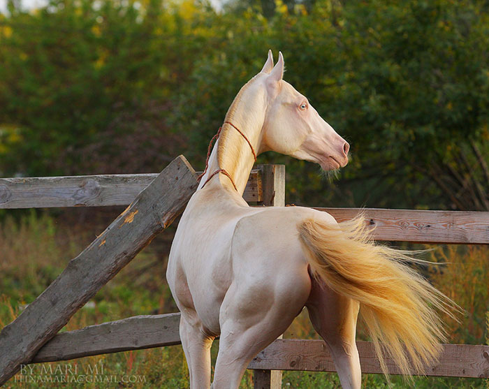 beautiful-horse-shiny-blonde-hair-akhal-teke-6