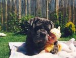 cute-big-dogs-and-babies-3