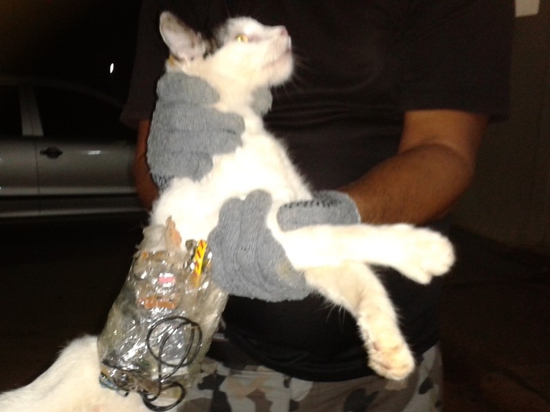 Brazil's General Superintendency of Prisons of Alagoas (SGAP) released this photo last Dec. 31 of a cat caught with contraband taped to its body at a medium-security prison in Alagoas state.