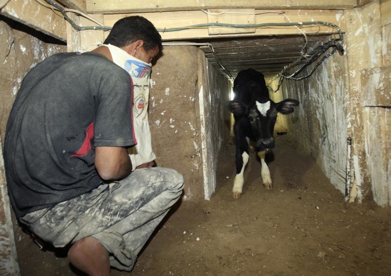 A Palestinian smuggles a calf through a tunnel beneath the Egyptian-Gaza border in Rafah December 4, 2008.  REUTERS/Suhaib Salem