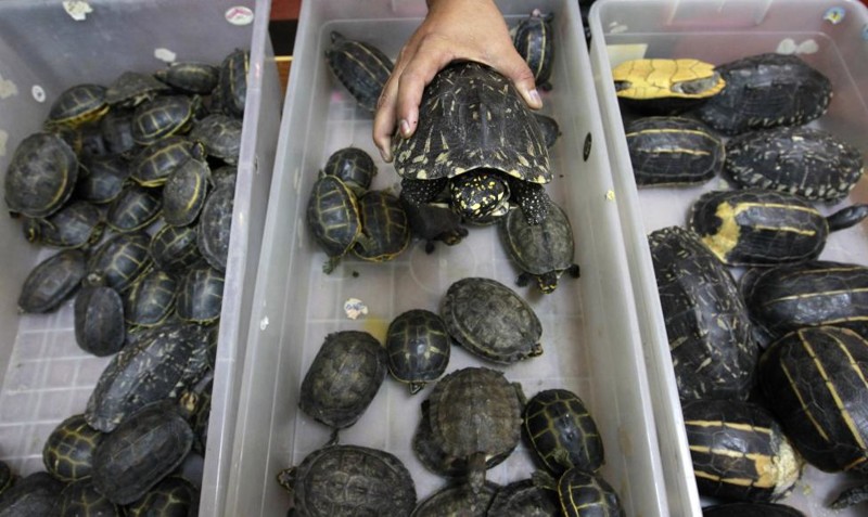 A Thai custom officer shows seized turtles during a news conference at Thailand's customs department in Bangkok June 2, 2011. Thai customs have found 451 turtles worth 1 million baht ($33,000) stashed in suitcases offloaded from a passenger flight from Bangladesh, the latest seizure of live creatures at Bangkok's bustling Suvarnabhumi airport. Turtles of varying sizes worth around 2,000 baht apiece in Thai markets, and seven false gavials, a type of freshwater crocodile worth 10,000 baht each, were found in small bags packed into cases after authorities received a tip off that a known trafficker was on his way to Thailand.   REUTERS/Sukree Sukplang
