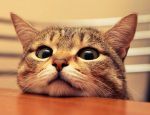 cat-1170x709